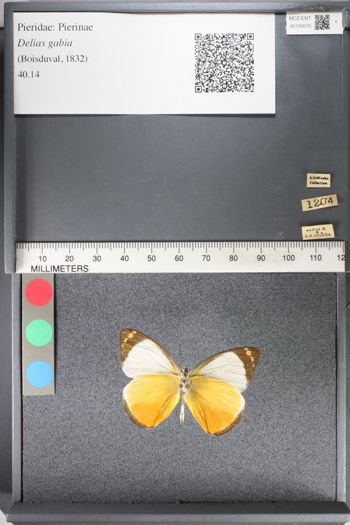 Media type: image;   Entomology 130015